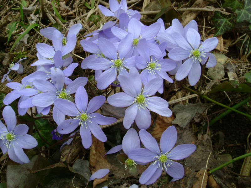 Hepatica nobilis / Erba trinit